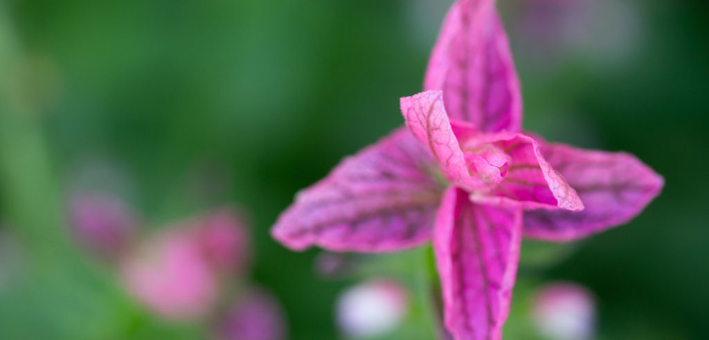 Close up of a pink salvia