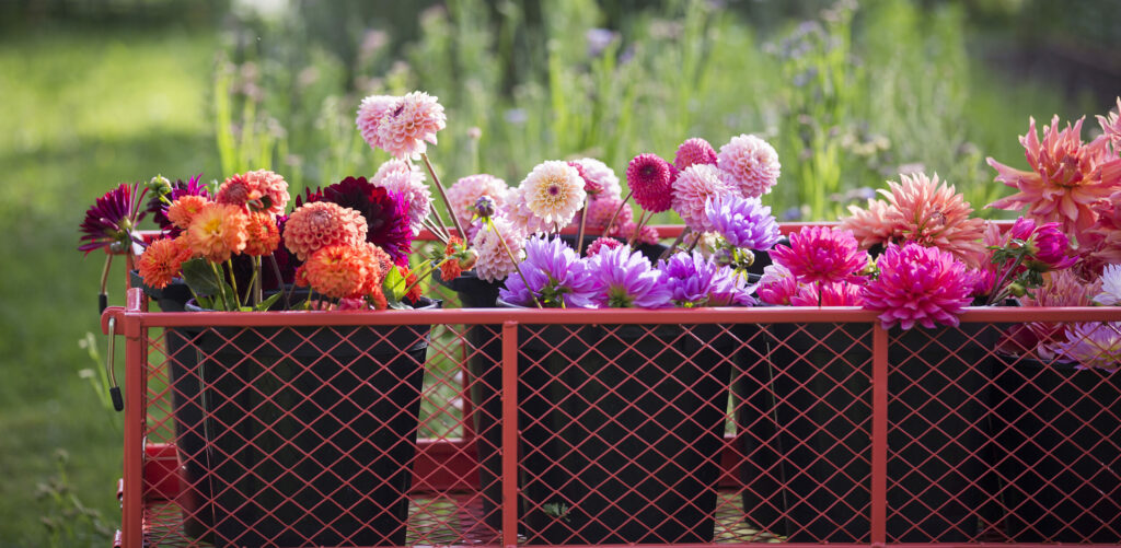 Freshly cut dahlias grown by Chiltern Sky Flowers, sitting on a trolley waiting to be turned into vibrant wedding bouquets and bunches for local deliver.