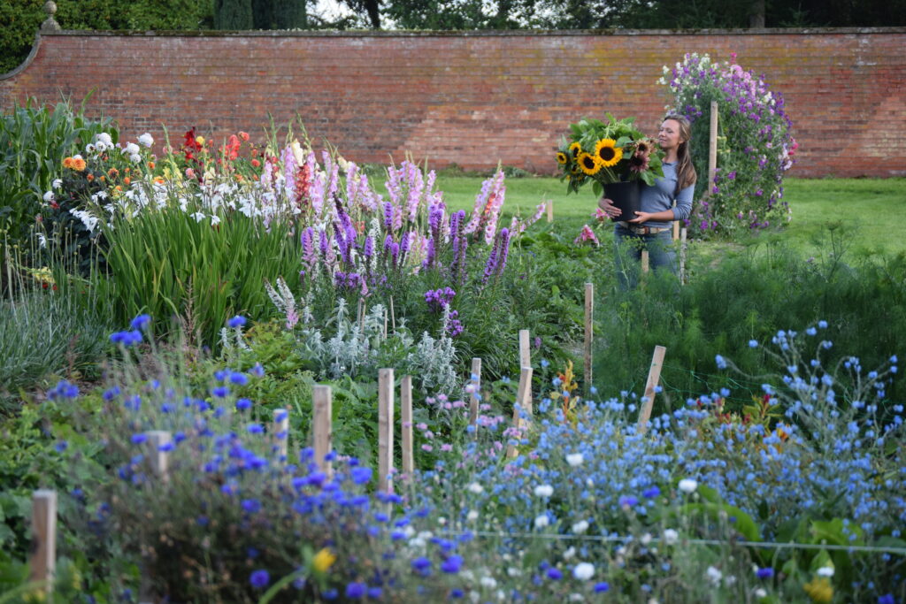 Rosie of Scottish Cut Flowers on her flower farm holding a bucket crammed with yellow and bronze sunflowers in summer. All around, a huge array of flowers for cutting fill the beds: canes clad with scrambling sweet peas, purple spires of liatris, brightly coloured gladioli and dahlias, with cornflowers and Chinese forgetmenots providing a sea of blue in the foreground.