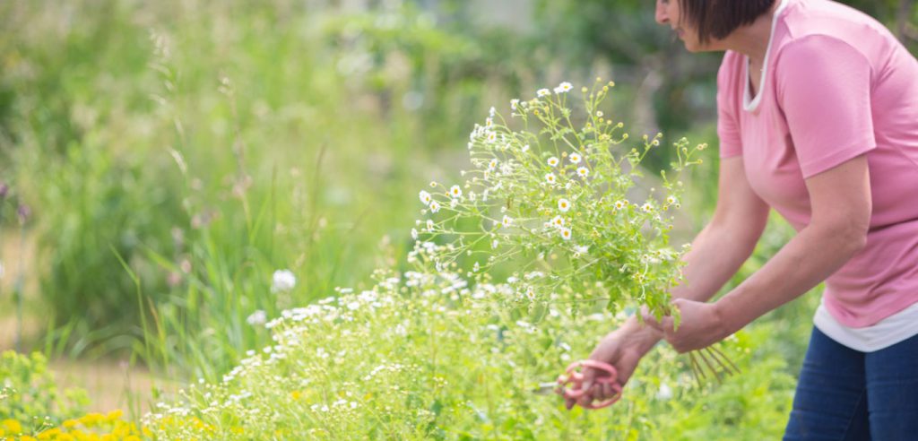 Carole cuts daisies in early summer from her Birmingham allotment cutting patch.