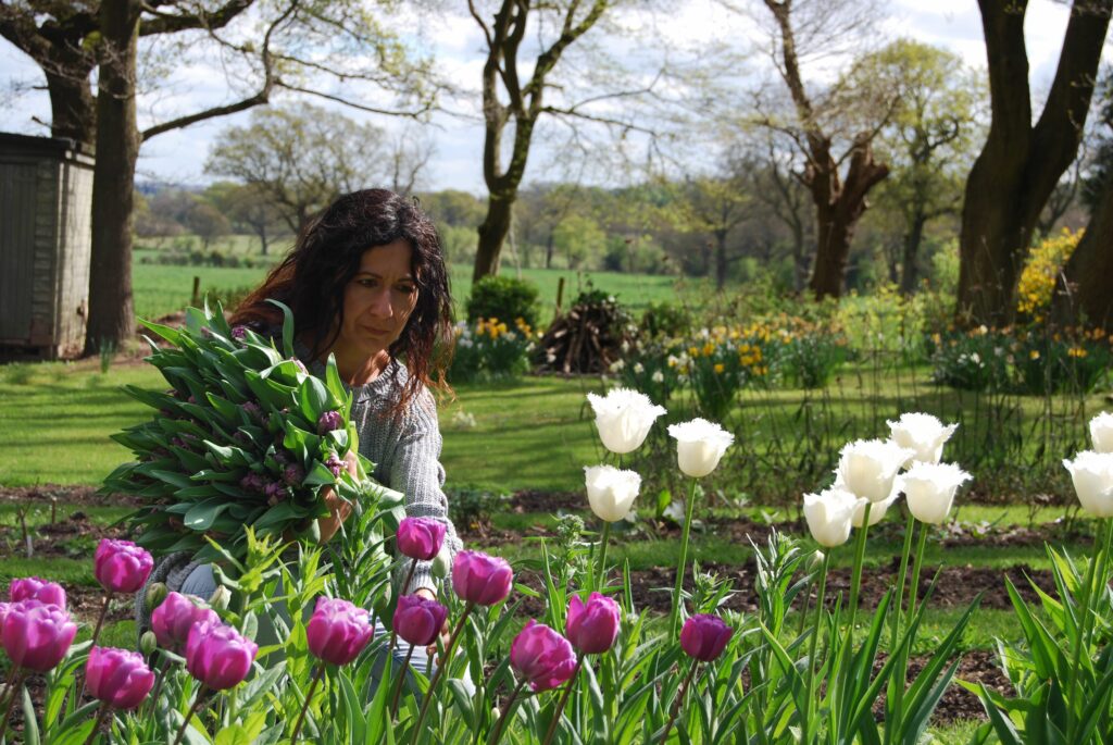 Emma of Urban Flower Farmer cuts purple tulips from her cutting garden in spring against a backdrop of flowering yellow daffodils and narcissi.