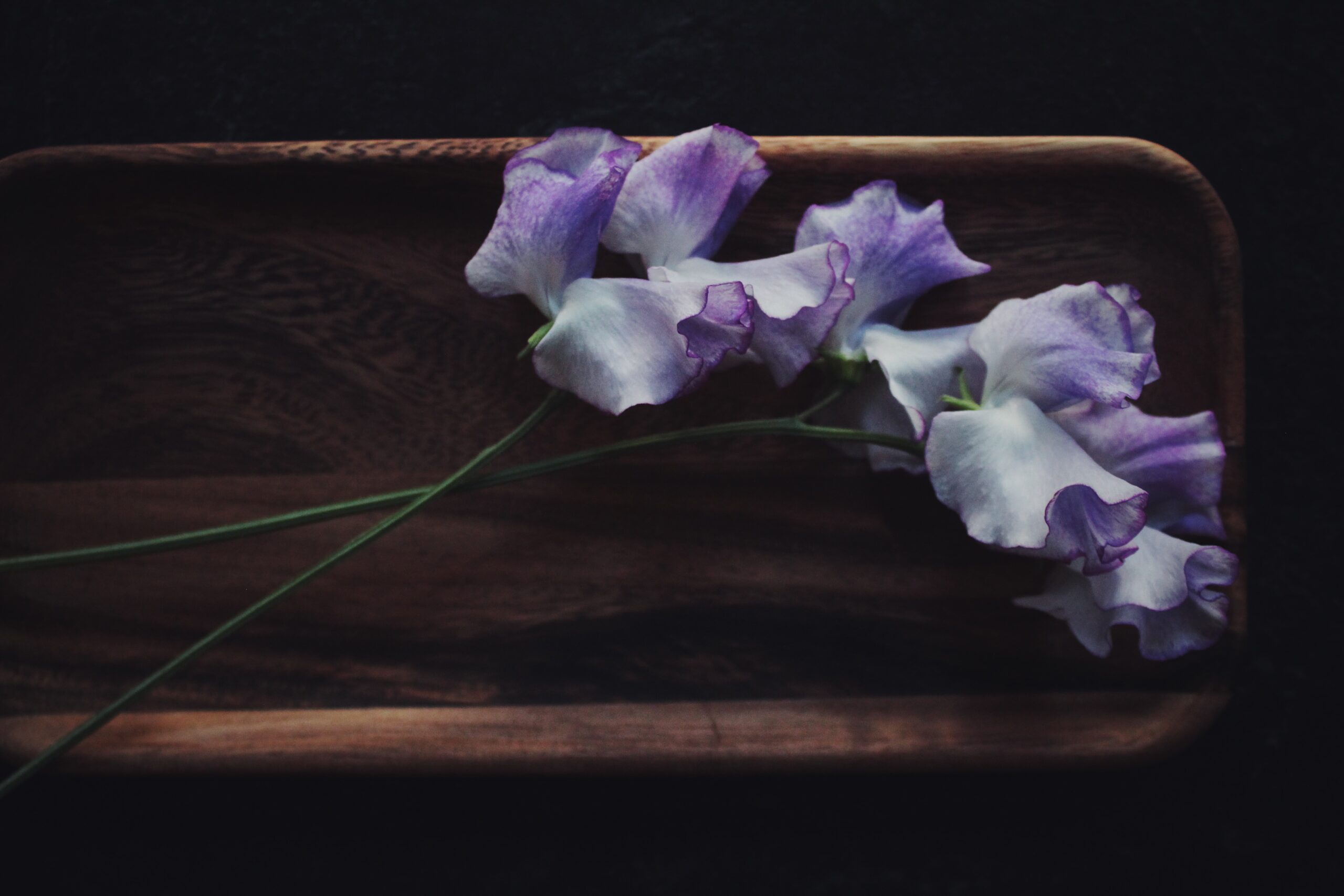 A stunning portrait of a single stem of a softly shaded blue picotee sweet pea by Blue Hill Flora, set against a dark vintage style backdrop.