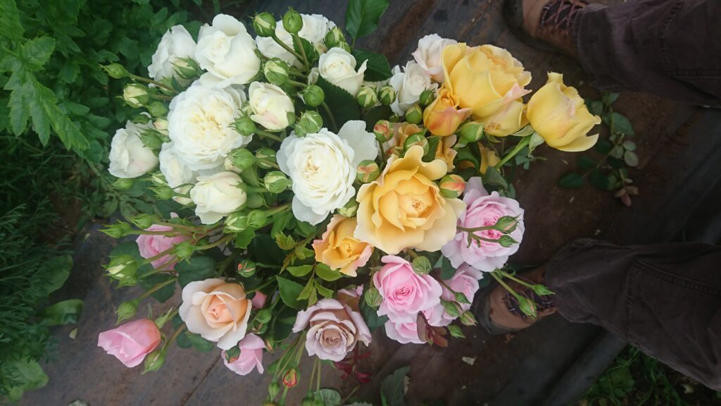 Bucket of white, pale yellow and pink roses cut for a florist