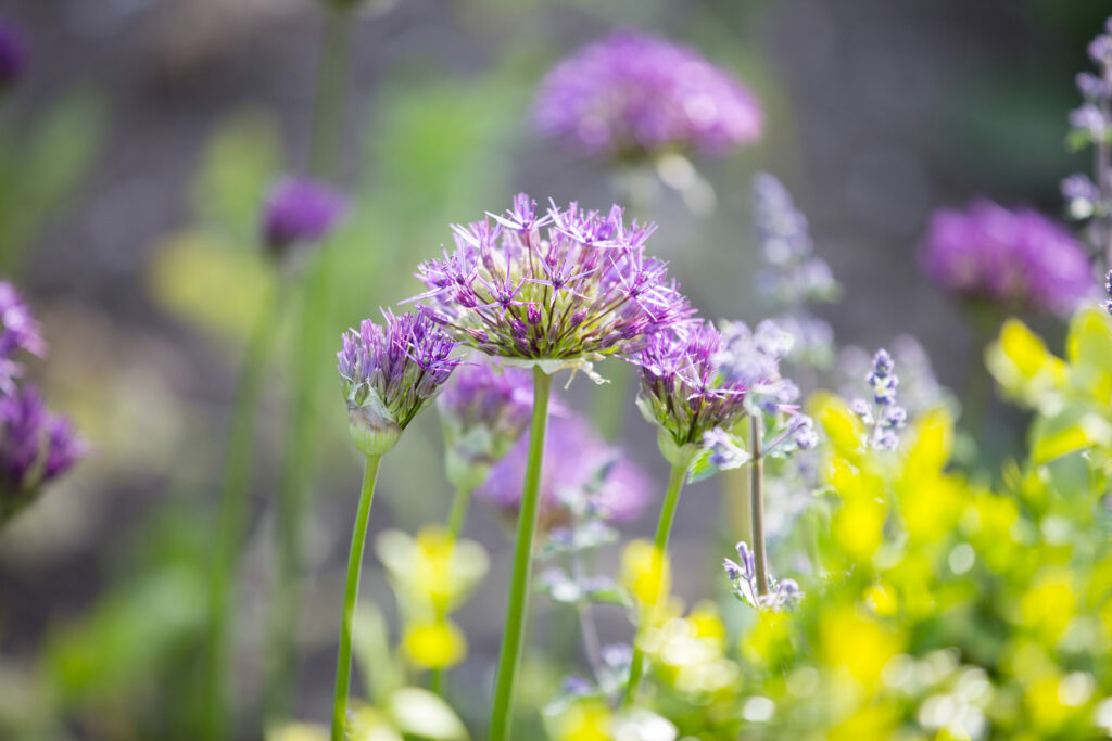 Alliums growing on the Chiltern Sky Flowers flower farm.