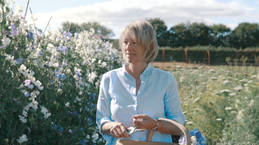 Zara of Gordon Castle cuts pastel sweet peas as the sun goes down.