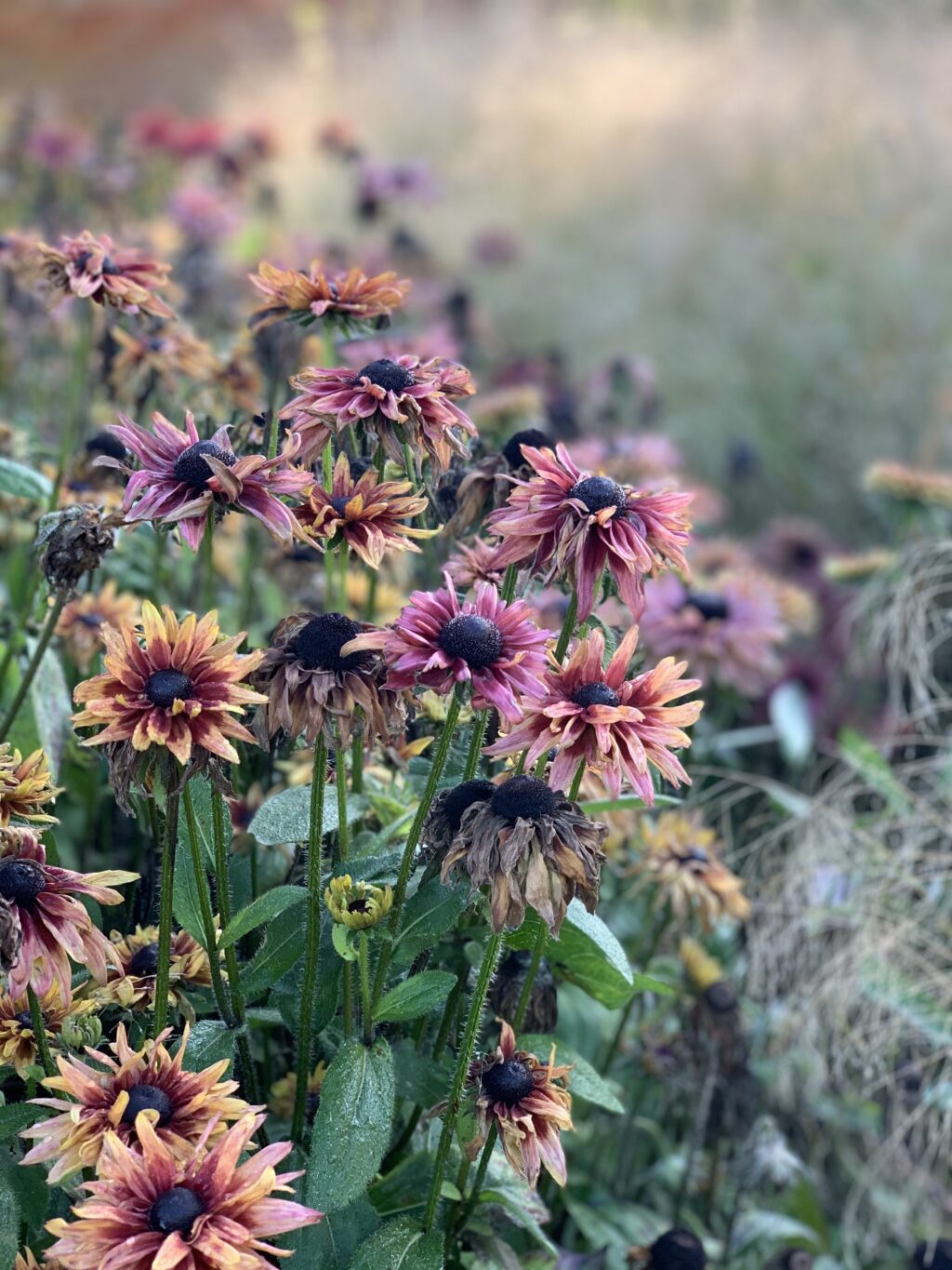 Rudbeckias in early autumn growing in the border at Keythorpe Hall.