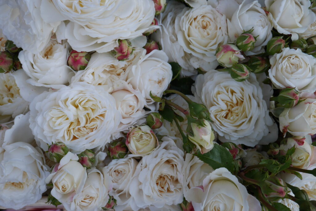 Stokesay Flowers grows this gorgeous ruffled creamy rose called Tranquility