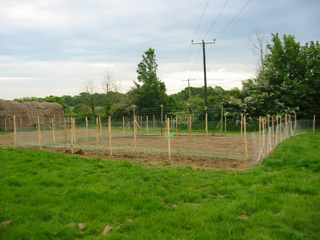 The early days of Sussex Cutting Garden when the plot was one step up from a grassy field.