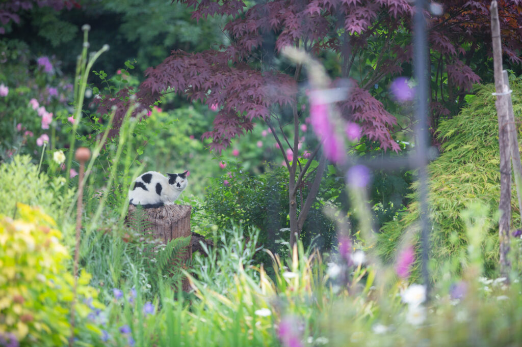 The Tuckshop cat perches on a log in the cutting patch