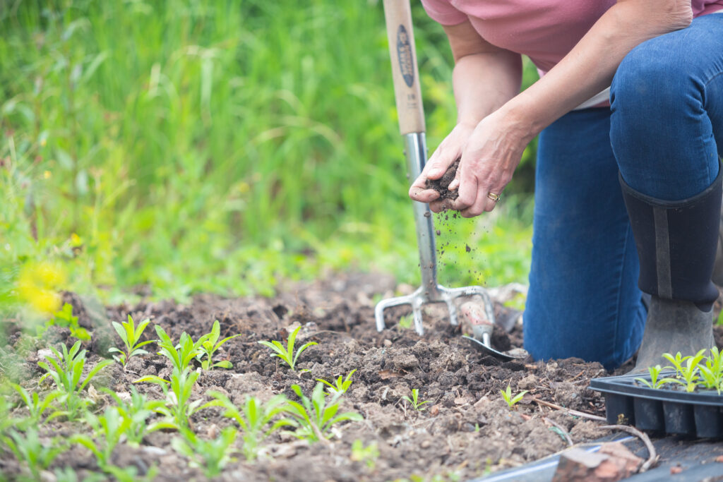 Tuckshop flowers kneels and crumbles soil in preparation for planting out sweet Williams.