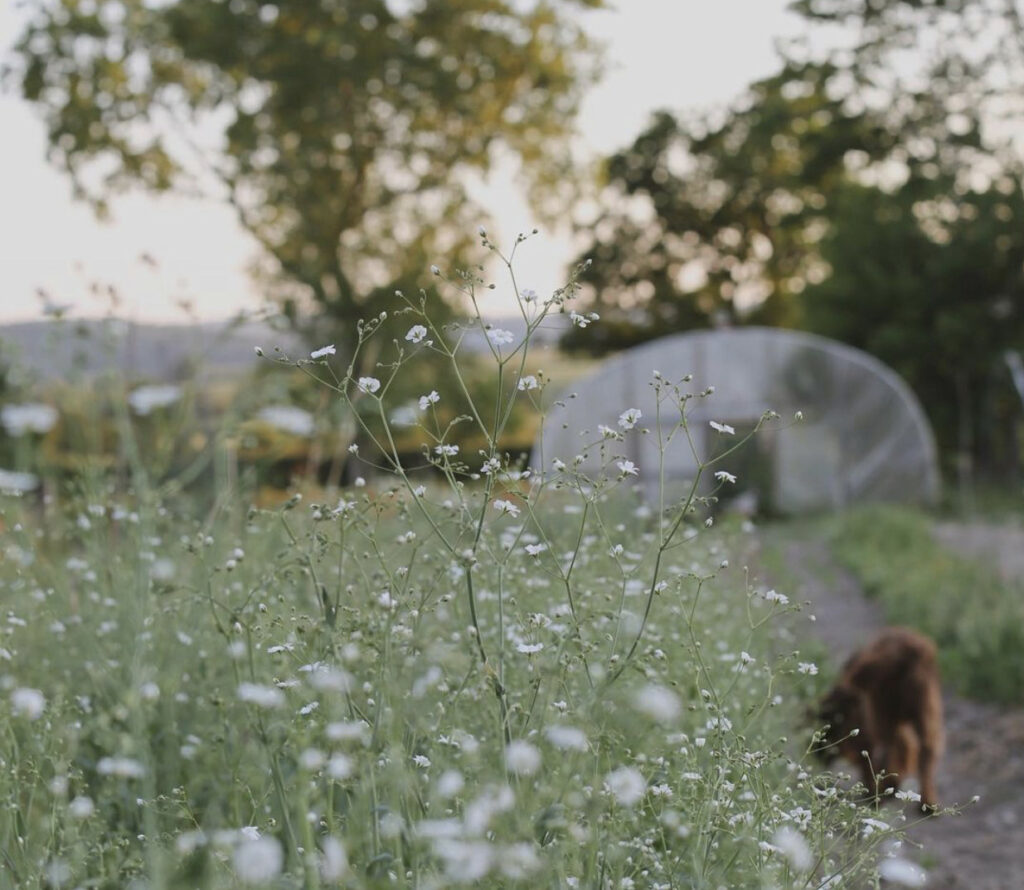 A cloud of white flowers lines the path to the polytunnel at Wildbunch Flowers, Shropshire