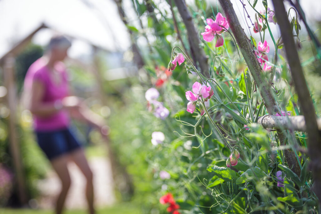 Sweet peas, a truly fragrant cut flowers, clamber up hazel supports at Cotswold Country Flowers.