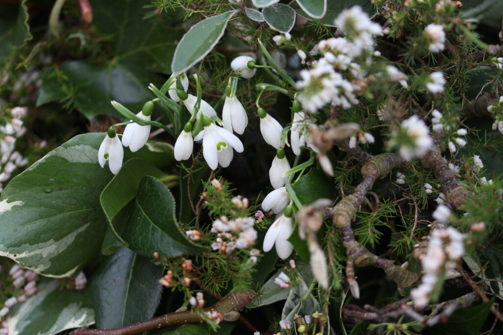 Snowdrop and heather detail from a winter casket spray by Tuckshop Flowers