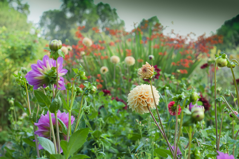 Glorious dahlias for cut flowers growing at Tuckshop Flowers allotment.