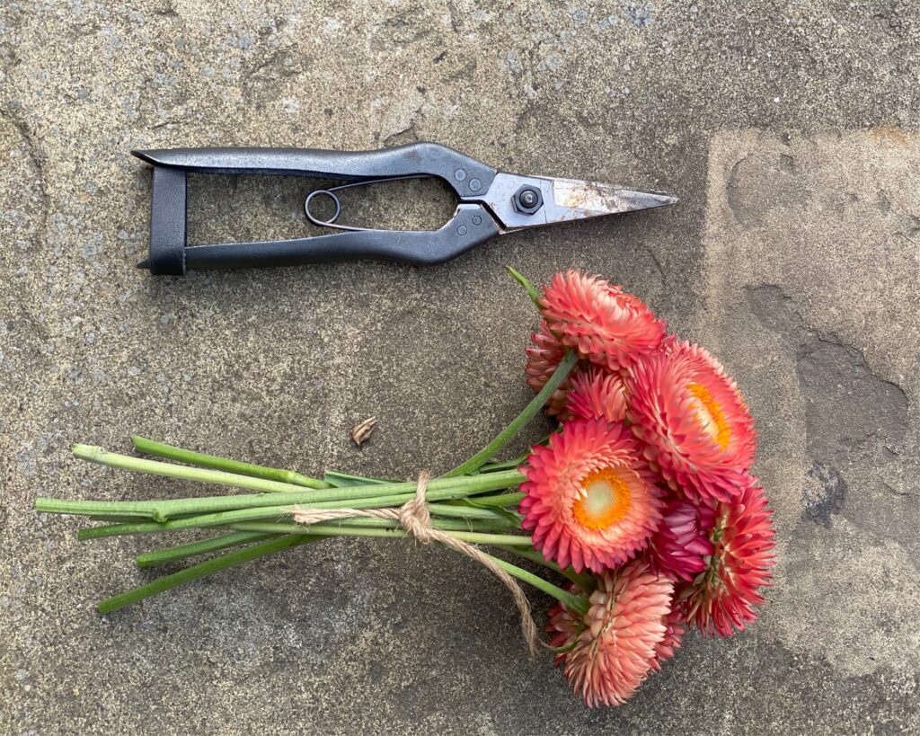 Simply by Arrangement vintage snips and a bunch of helichrysums on a Yorkshire flagstone floor.