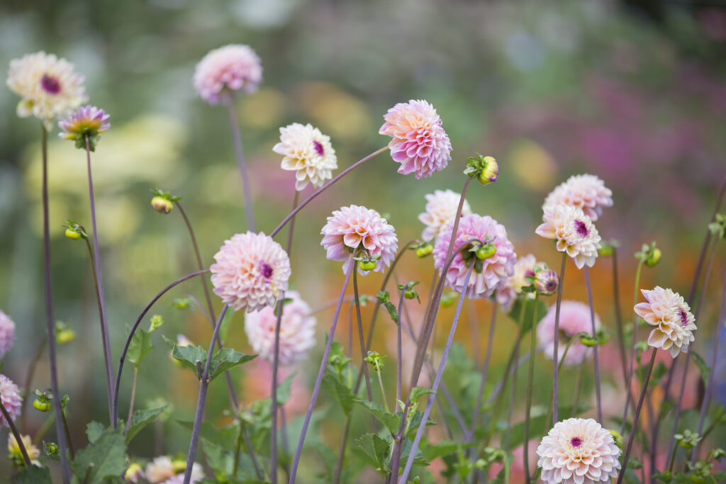 Peach pom pom dahlias growing in the flower field at Chiltern Sky Flowers