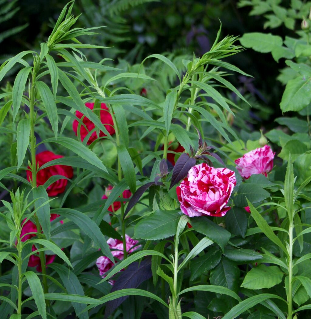 Pink striped rose Ferdinand Richard growing at Tuckshop Flowers, Birmingham