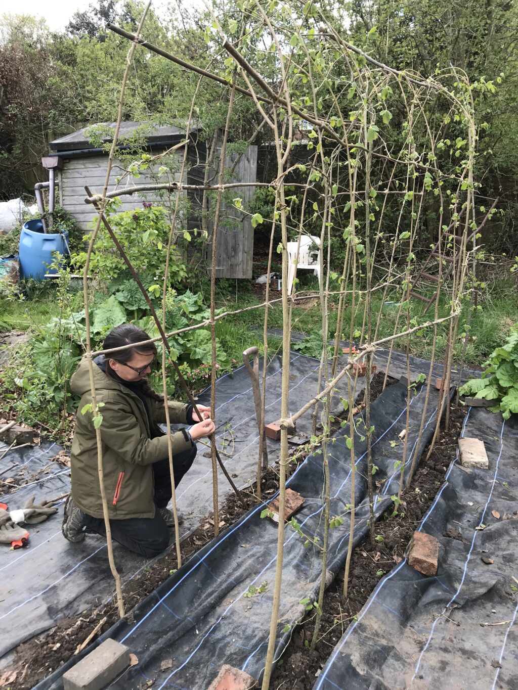 Emma builds a sweet pea arch with coppiced hazel poles at the Tuckshop Flowers plot.