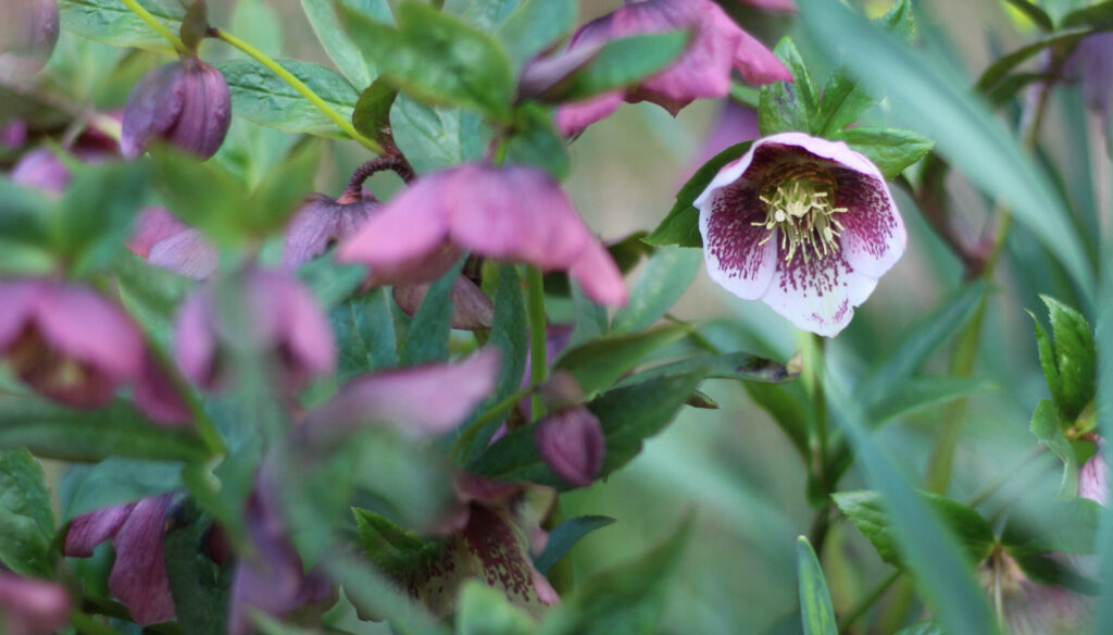 Hellebores growing in the flower field