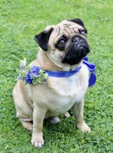 Barry the Pug wears a blue ribbon colour with cornflowers for a summer wedding. Tuckshop Flowers