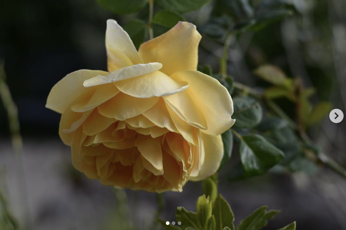 The perfect yellow rose - Harebell and Bee, The Forest of Dean