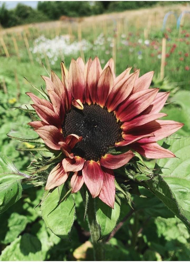 Deadhead Flower farm. A bronze coloured sunflower growing in the flower field