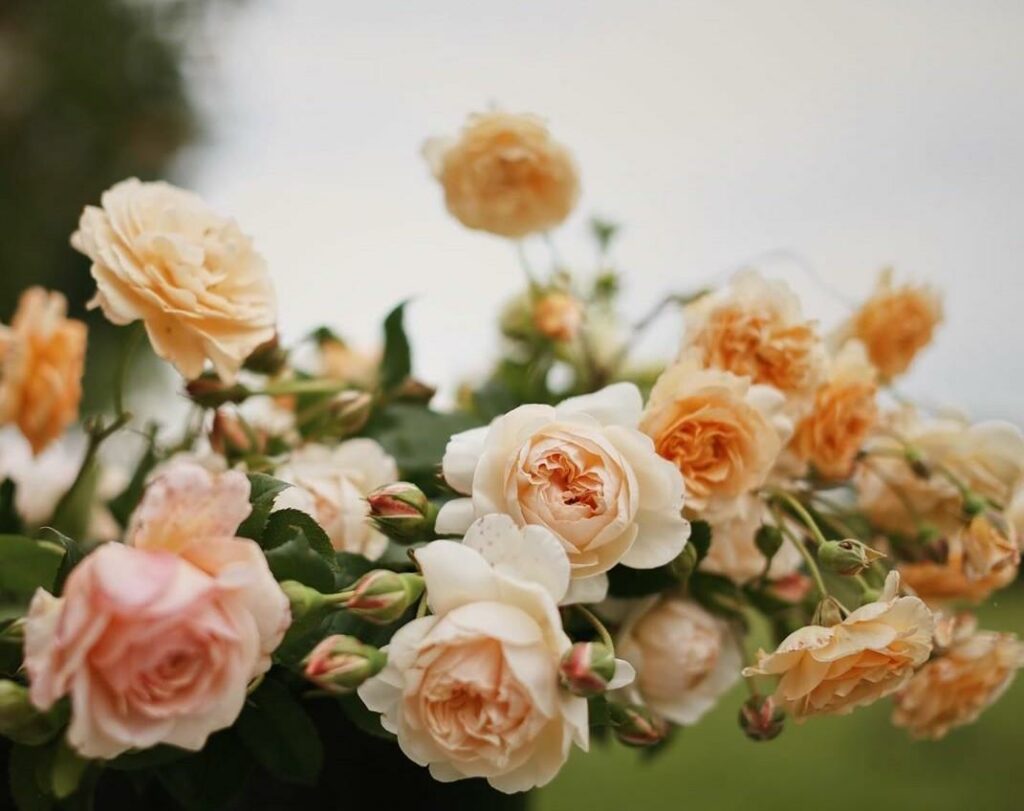 Golden roses gathered from the cutting patch at Wildbunch Flowers, Shropshire