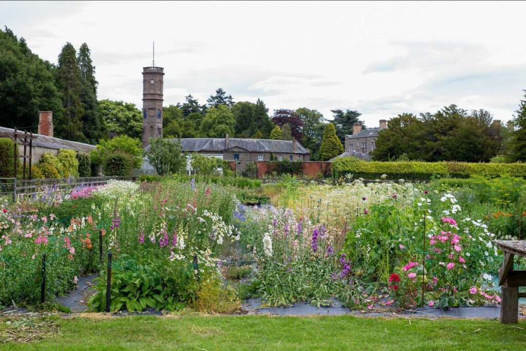 The flower field at Scottish Cut Flowers on the Errol Park Estate, Perthshire, Scotland