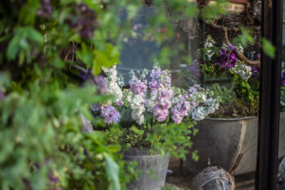 Lilac stocks in a vintage containers in the window at No21 flowers Aberystwth for British Flowers week 2021. Photo Naomi Campbell Photography