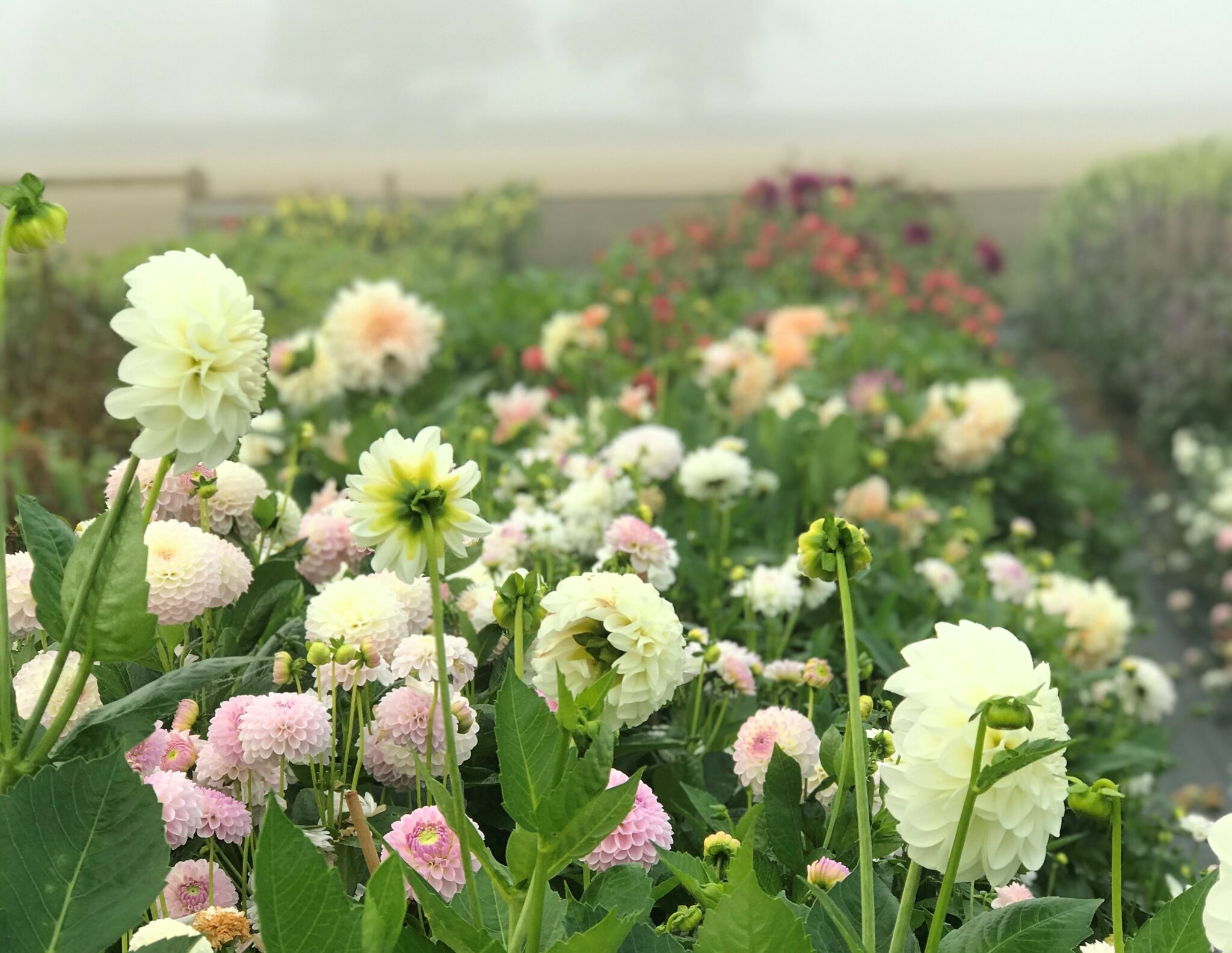 Image Gallery Flowers from the Farm