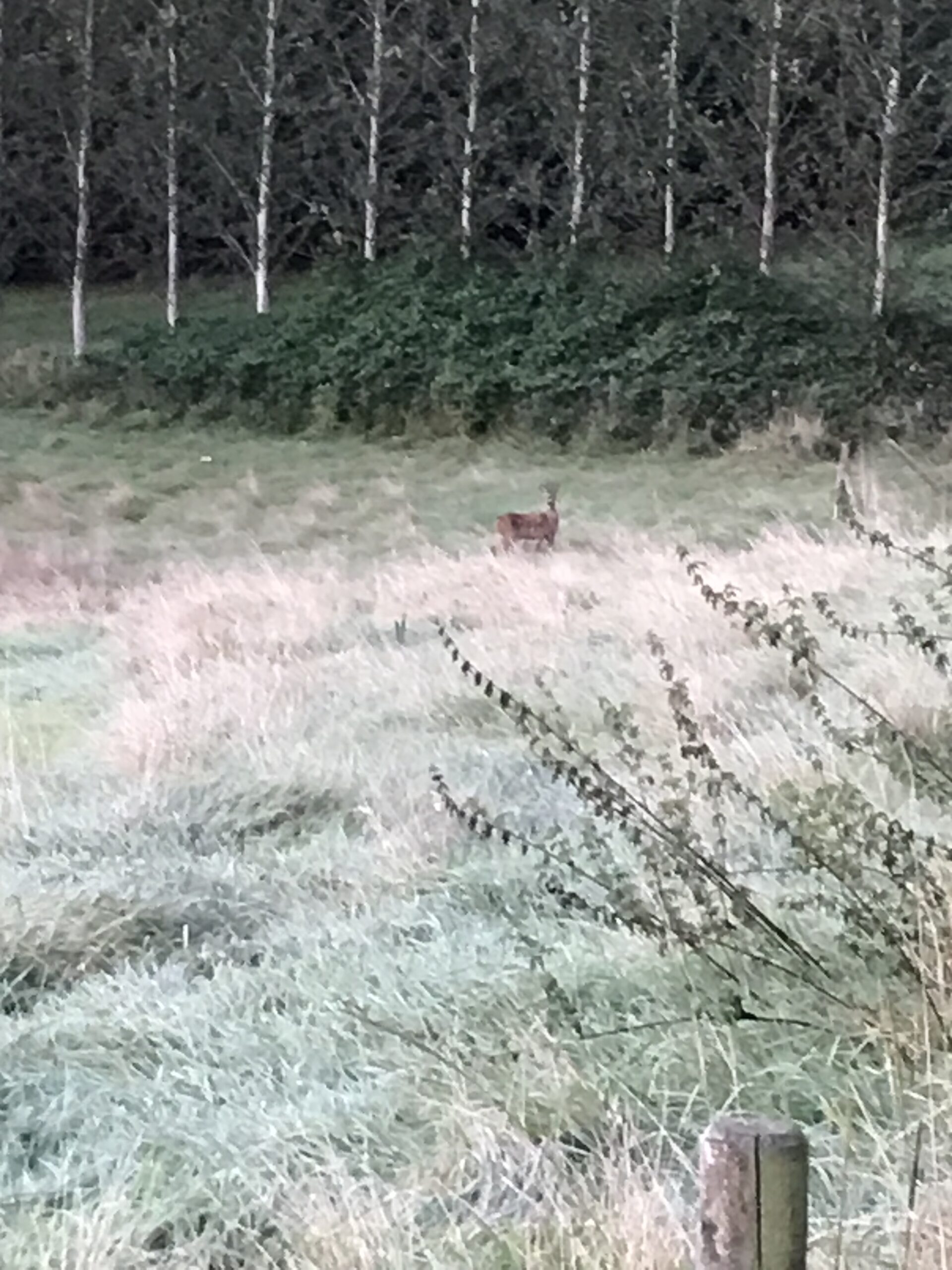 Up close and personal with a deer at Bracken & Bloom flower farm