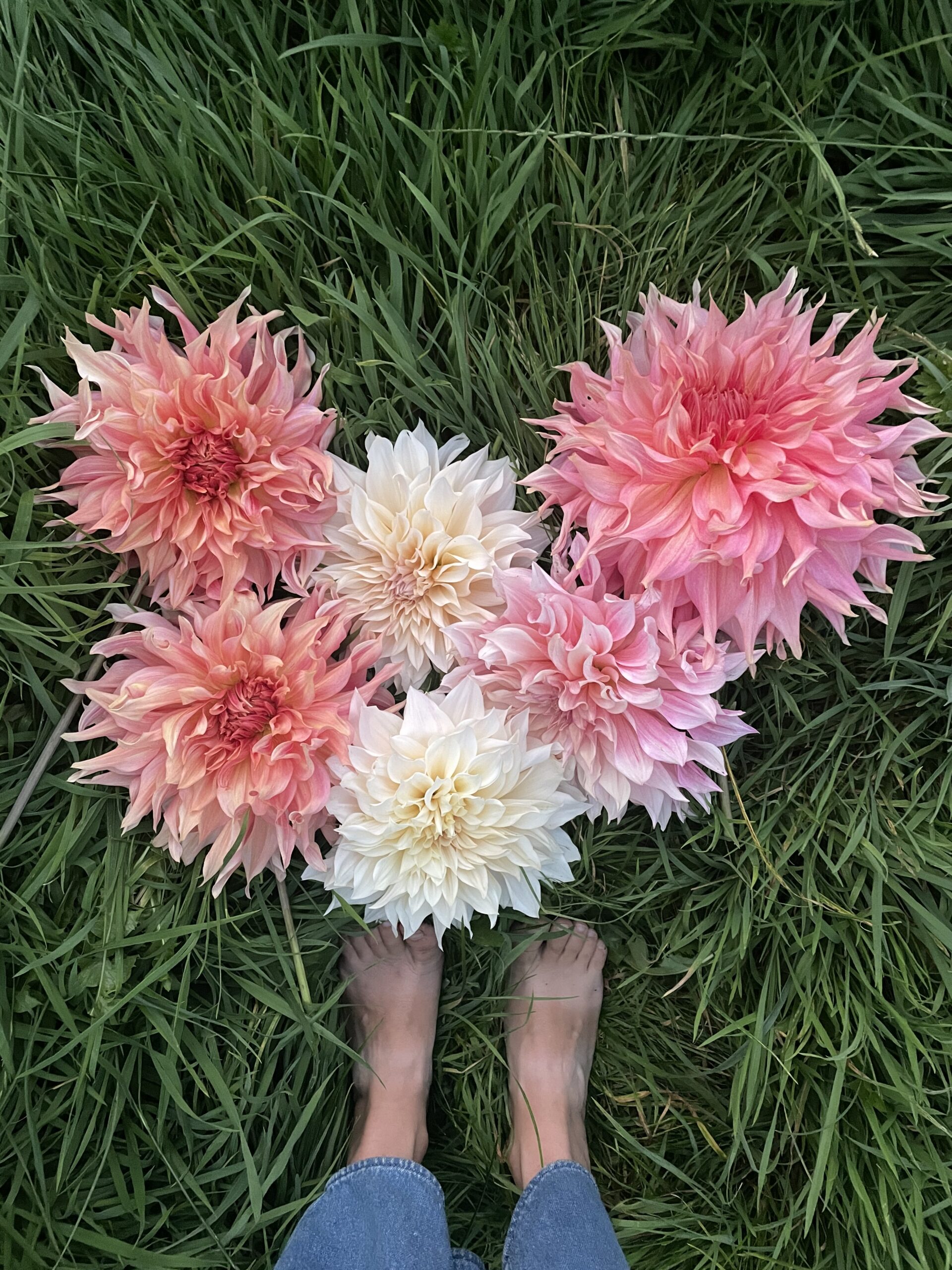 British grown dahlias harvested at Deadhead Flower Farm