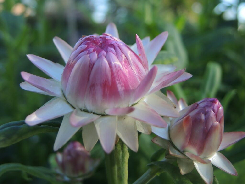 British grown helichrysum