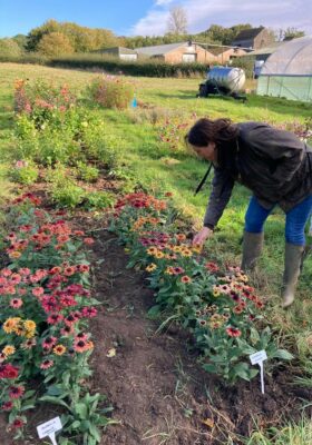 Josie of Brown's British Flowers, Cambridgeshire, inspects her rows of rudbeckia in the flower field. Photo by Petals and Amazon.