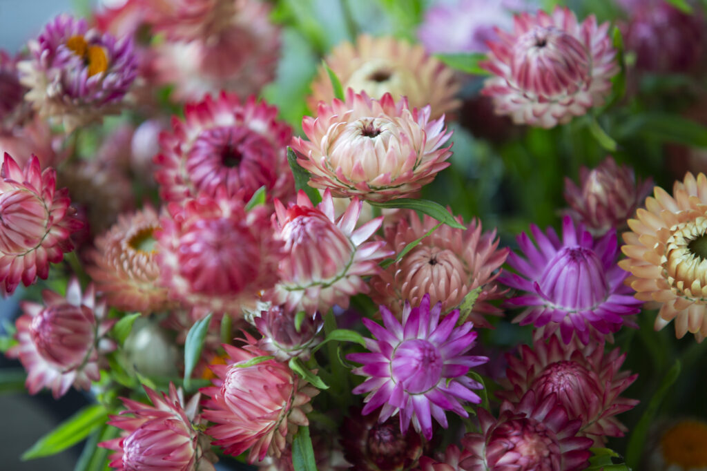 A harvest of colourful helichrysum