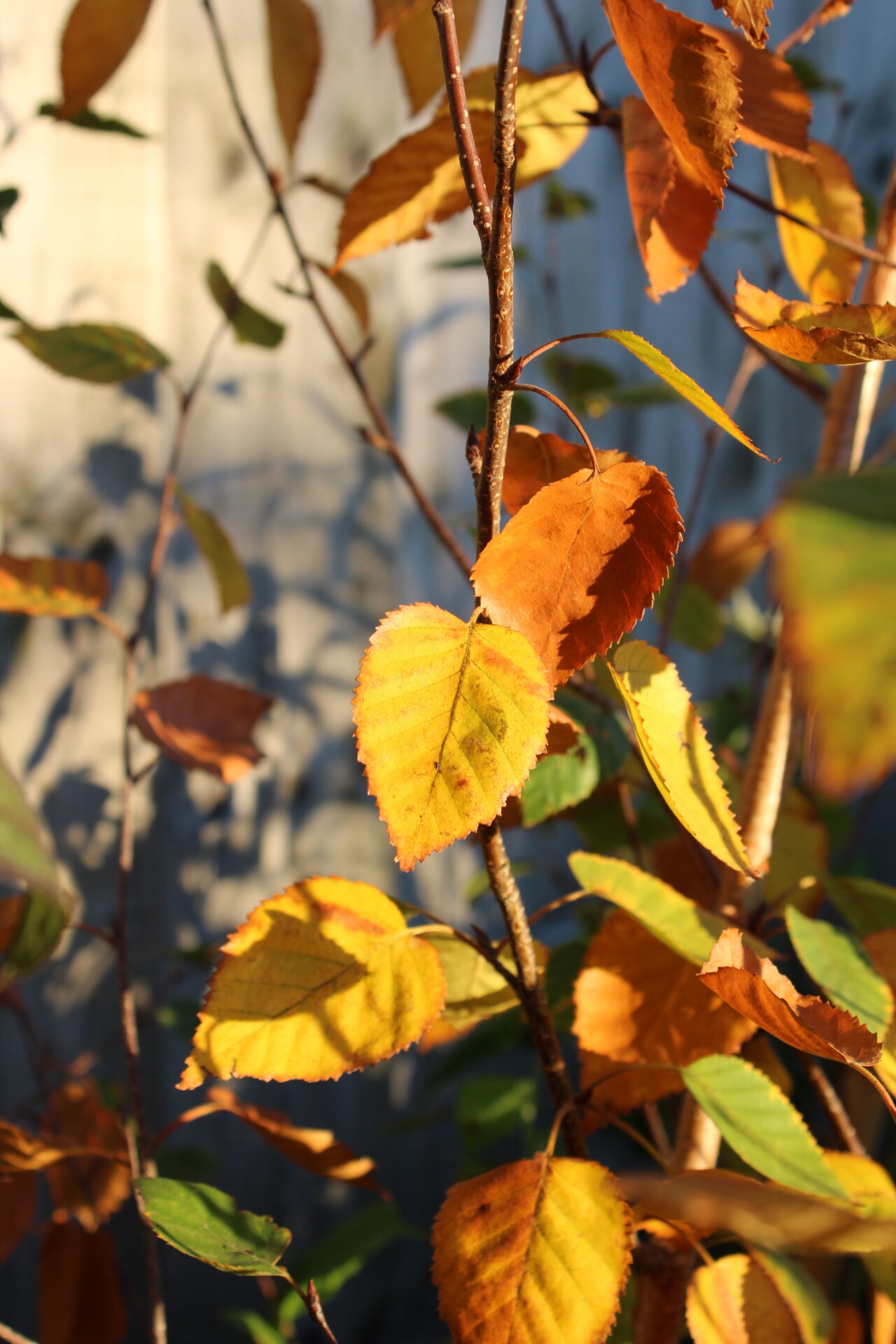 Autumnal colours are one of the greatest seasonal treats in the flower grower's year