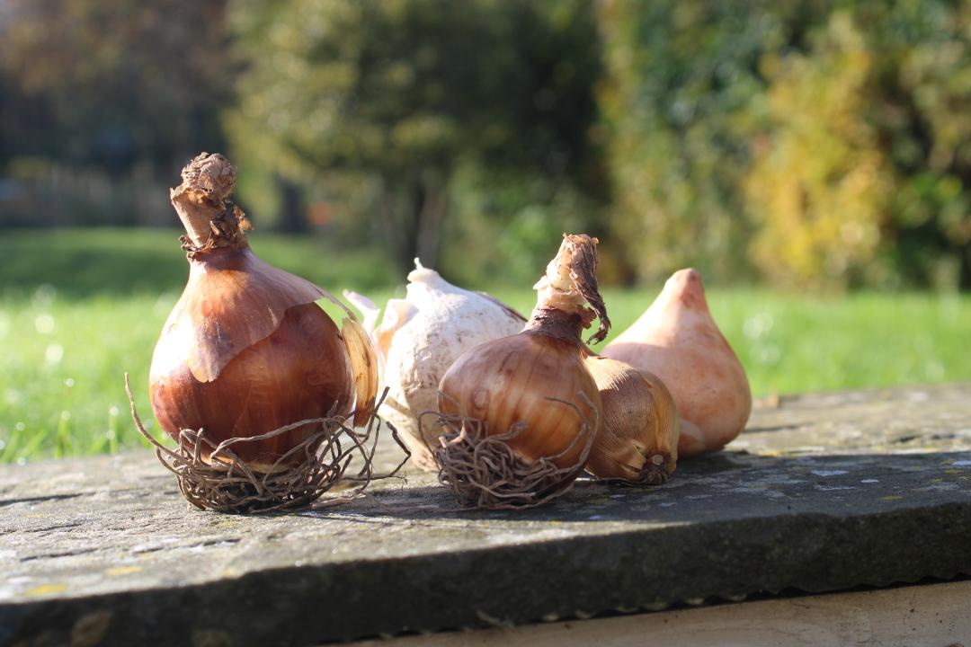 Bulb planting is one of the big autumn jobs on a flower farm