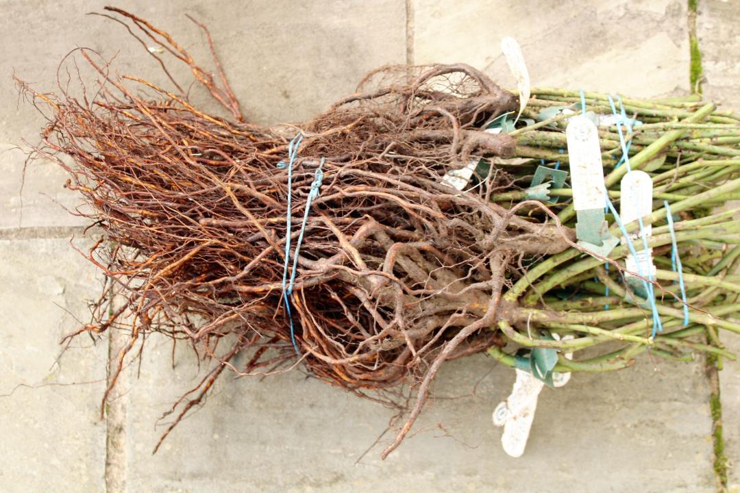 British grown bare-root stock is an economical way to get perennials, shrubs and trees to establish quickly.