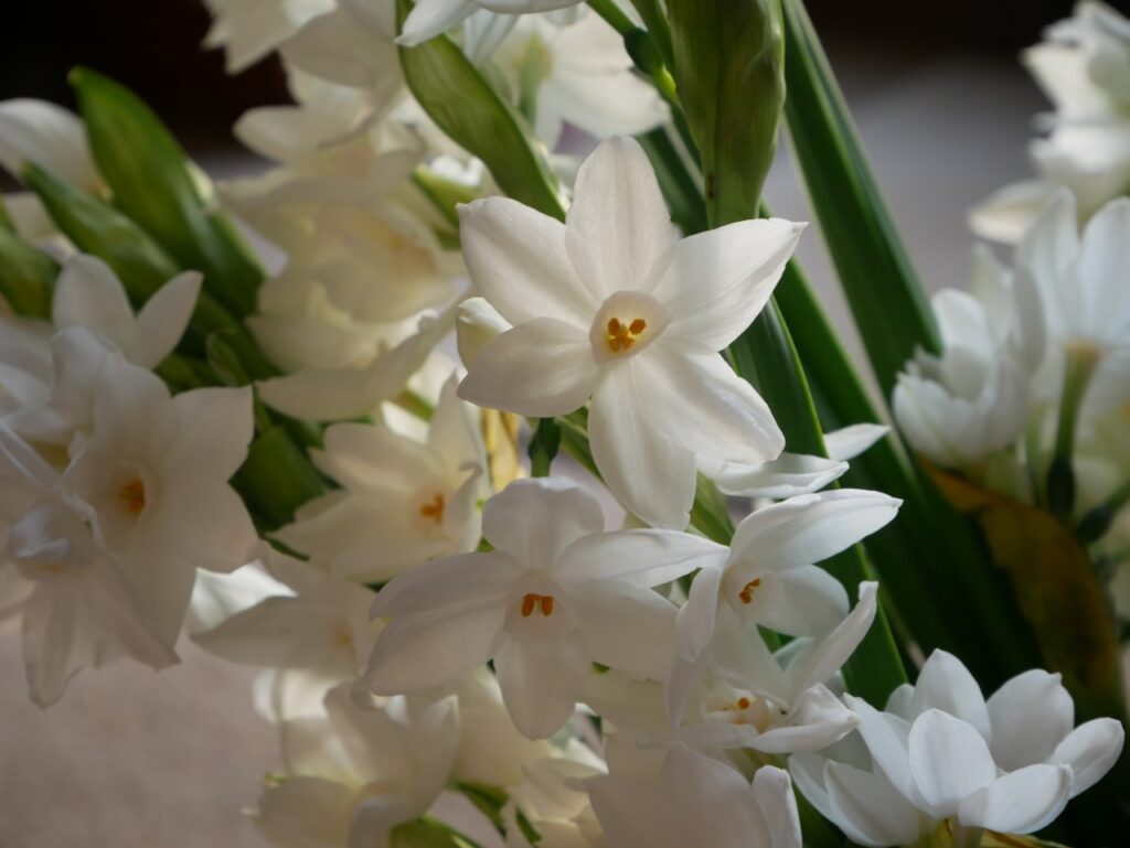 British grown Paperwhite Narcissi