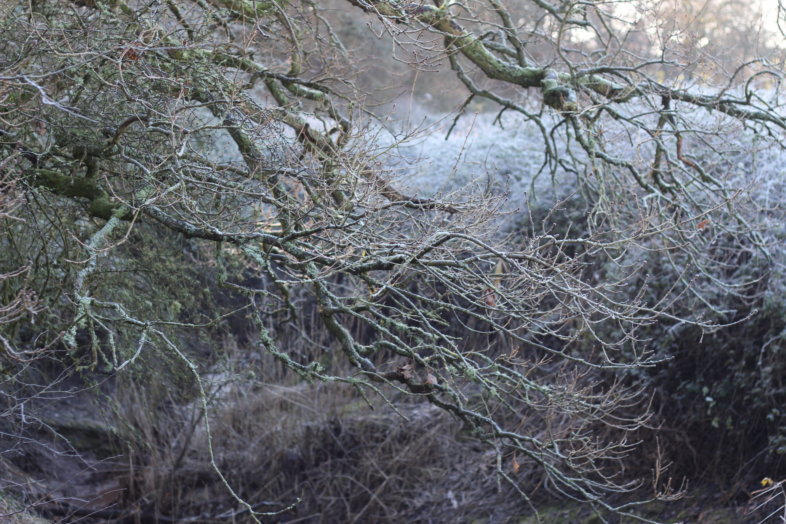 A hard frost adds magic to the winter landscape