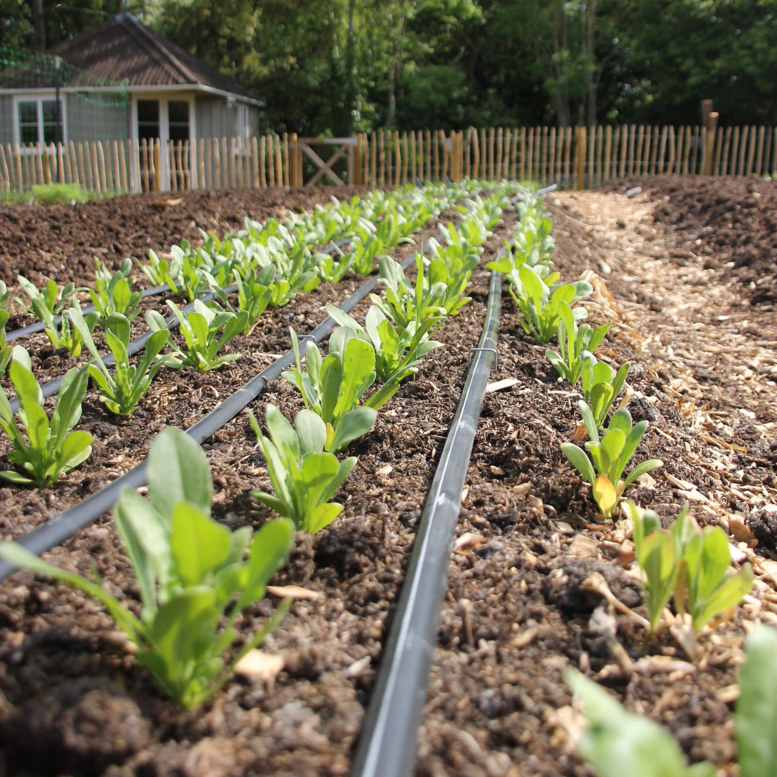 Rows of healthy young seedlings in the no dig beds at Tin Shed Flower Farm