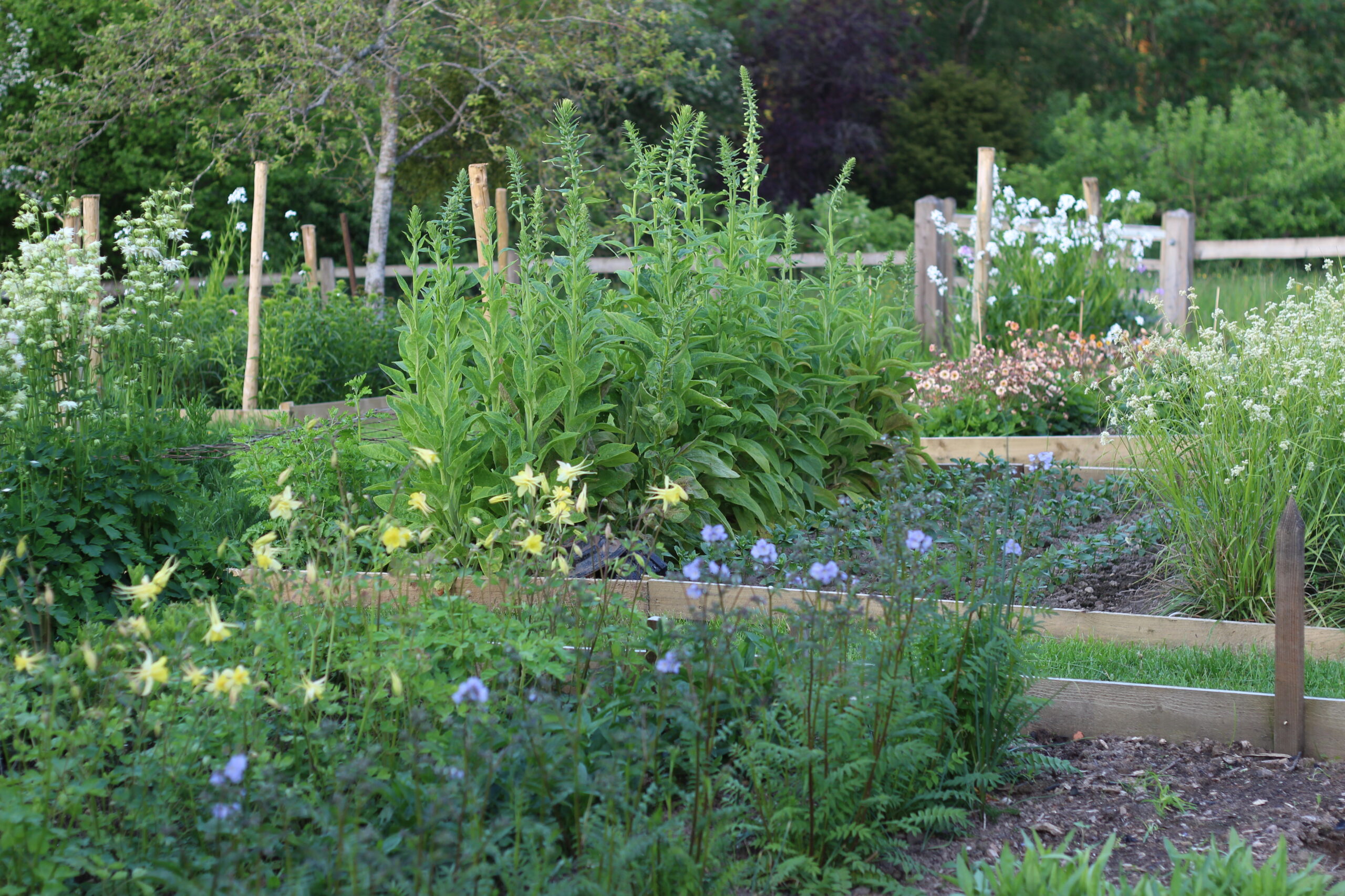 A mix of annual and perennial varieties in the cutting beds at Ravenshill Flower Farm