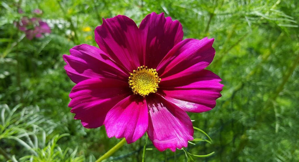 Cosmos is a central flower in the therapeutic work done by grower and florist Shelley Sishton