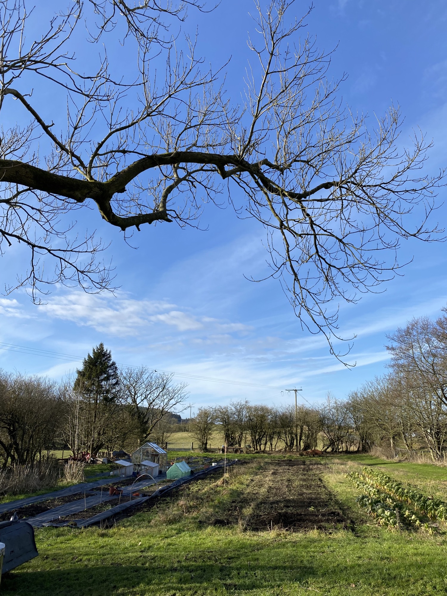 A rural setting for Mark McKee's fledgling business Welshborn Flowers