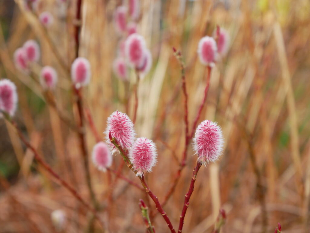 Pink catkins of Salix 'Mount Aso' blooming at Clodhopper Blooms.