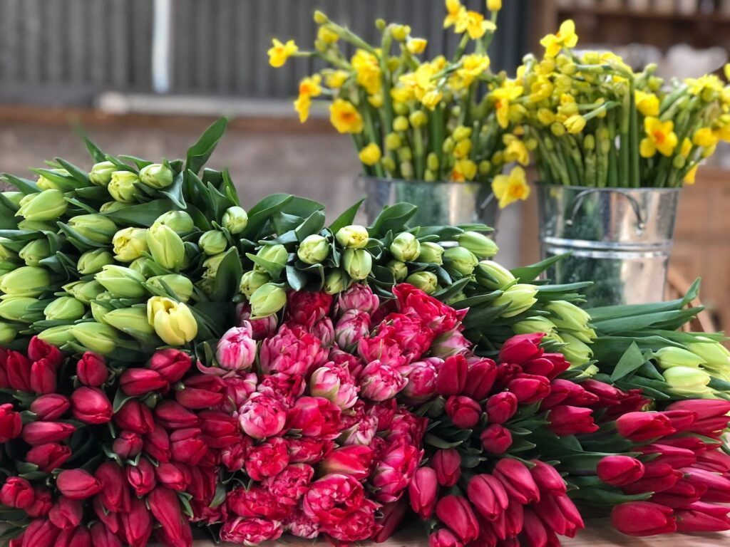 Red, pink and white tulips and yellow narcissi for Valentine's Day bouquets by Wye Valley Flowers.