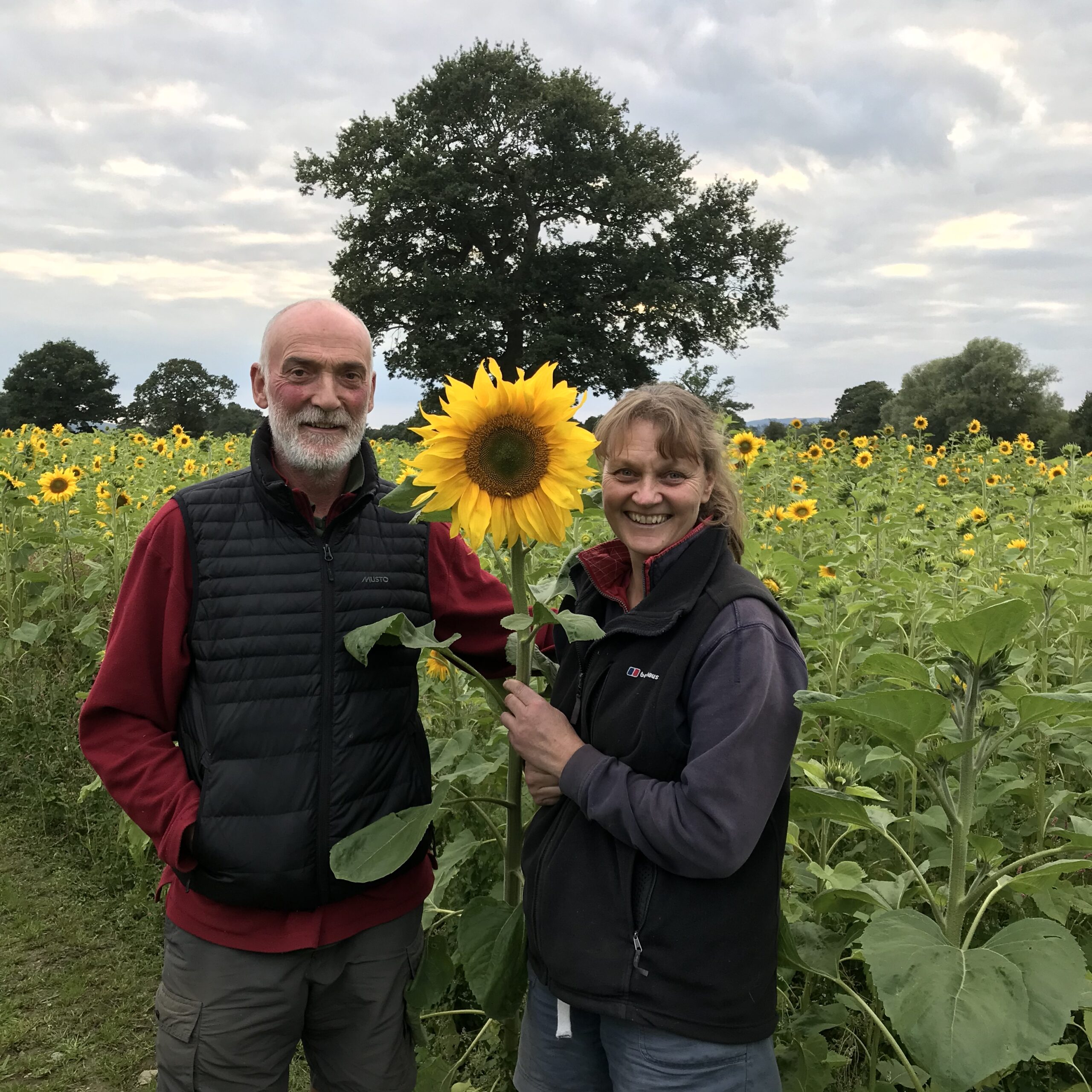 Andrew and Clare Greener stand in front of the sunflower patch they always grow alongside their flower field, usually as a food source for birds, but now also as a way to fundraise for the humanitarian effort in Ukraine