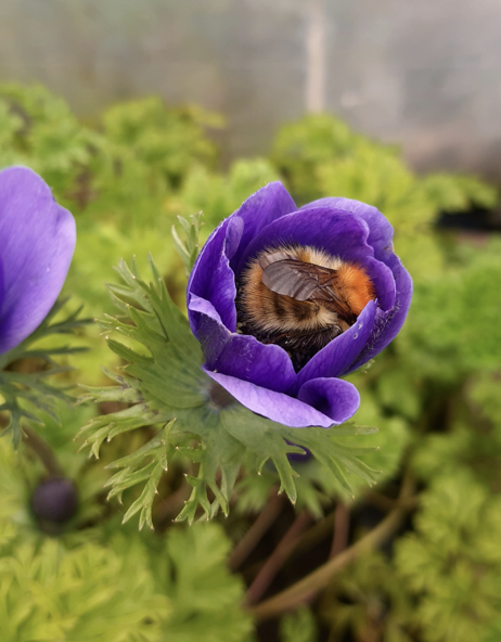 A native bee taking a long drink from a spring anemone