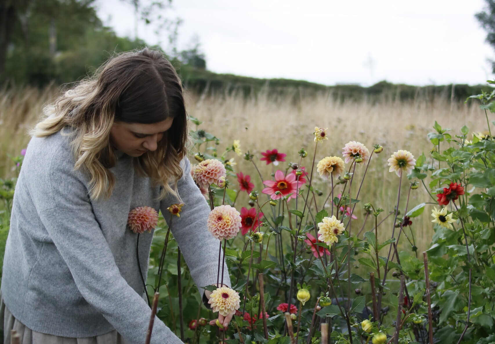 Marianne Slater of Frances and Rose harvesting dahlias against a backdrop of golden late summer grasses