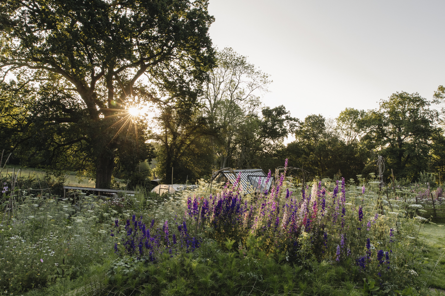 Low evening sun shines through trees over spires of larkspur on Milli Proust's plot